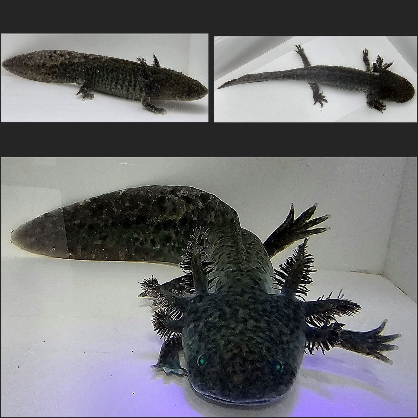 GFP Wild-Type Axolotl