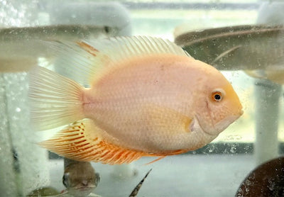 Gold Severum