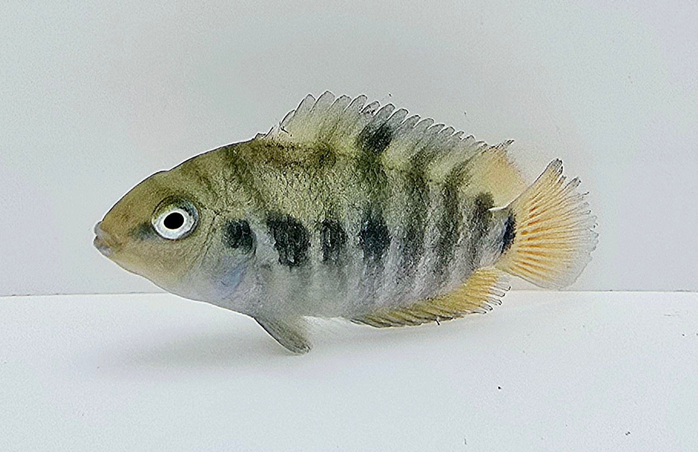 Honduran Red Point Cichlid Jade