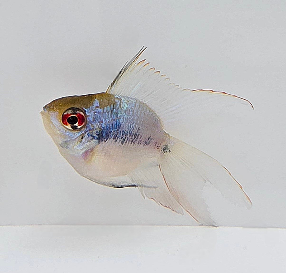 Longfin Electric Balloon Blue Ram Cichlid