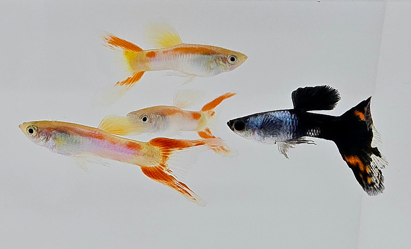 Mix Lyretail Guppy Male