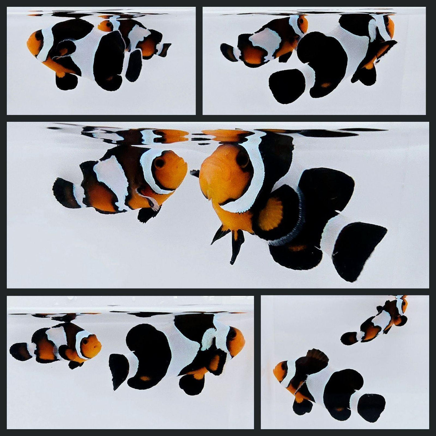 Clownfish Bonded Pair MochaVinci Smudgy/Blacker Ice