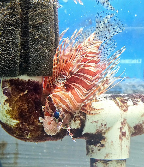 Mombasae Lionfish