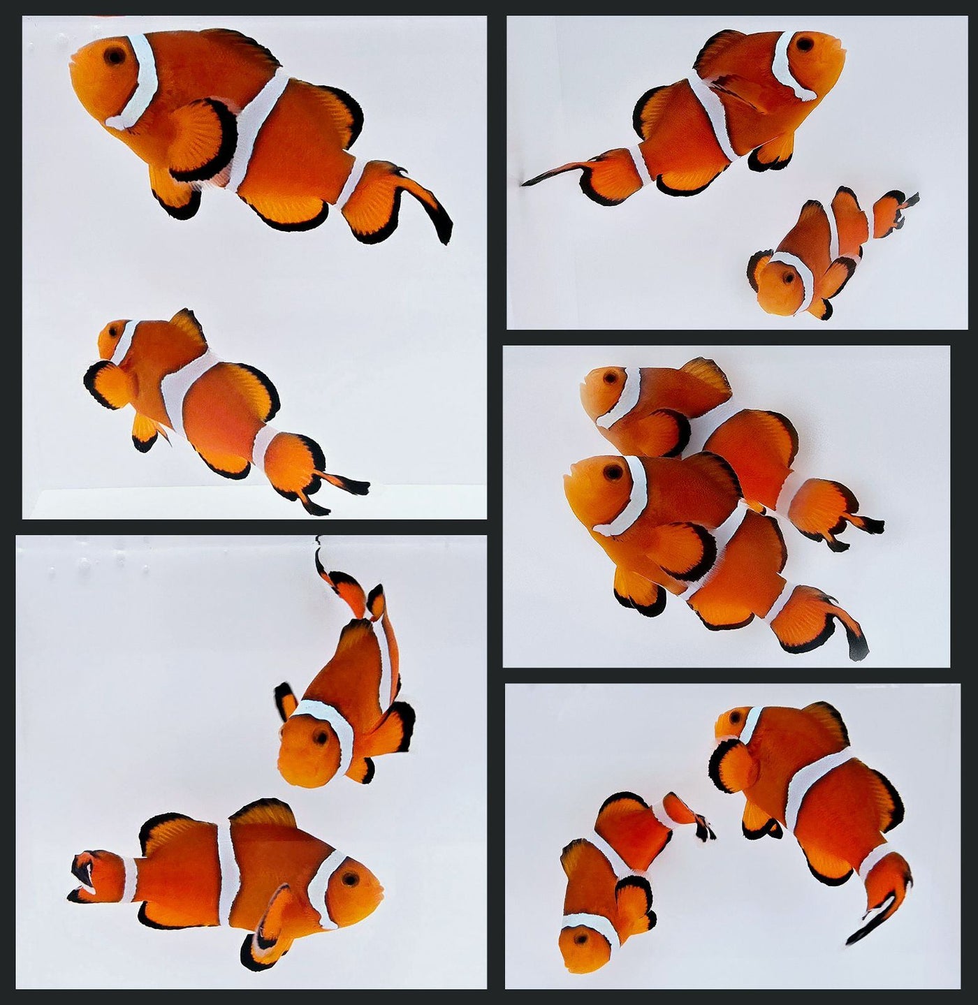 Clownfish Bonded Pair Orange Flametail