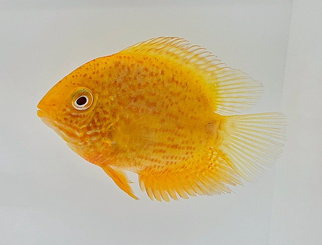 Orange Red Spot Gold Severum 3