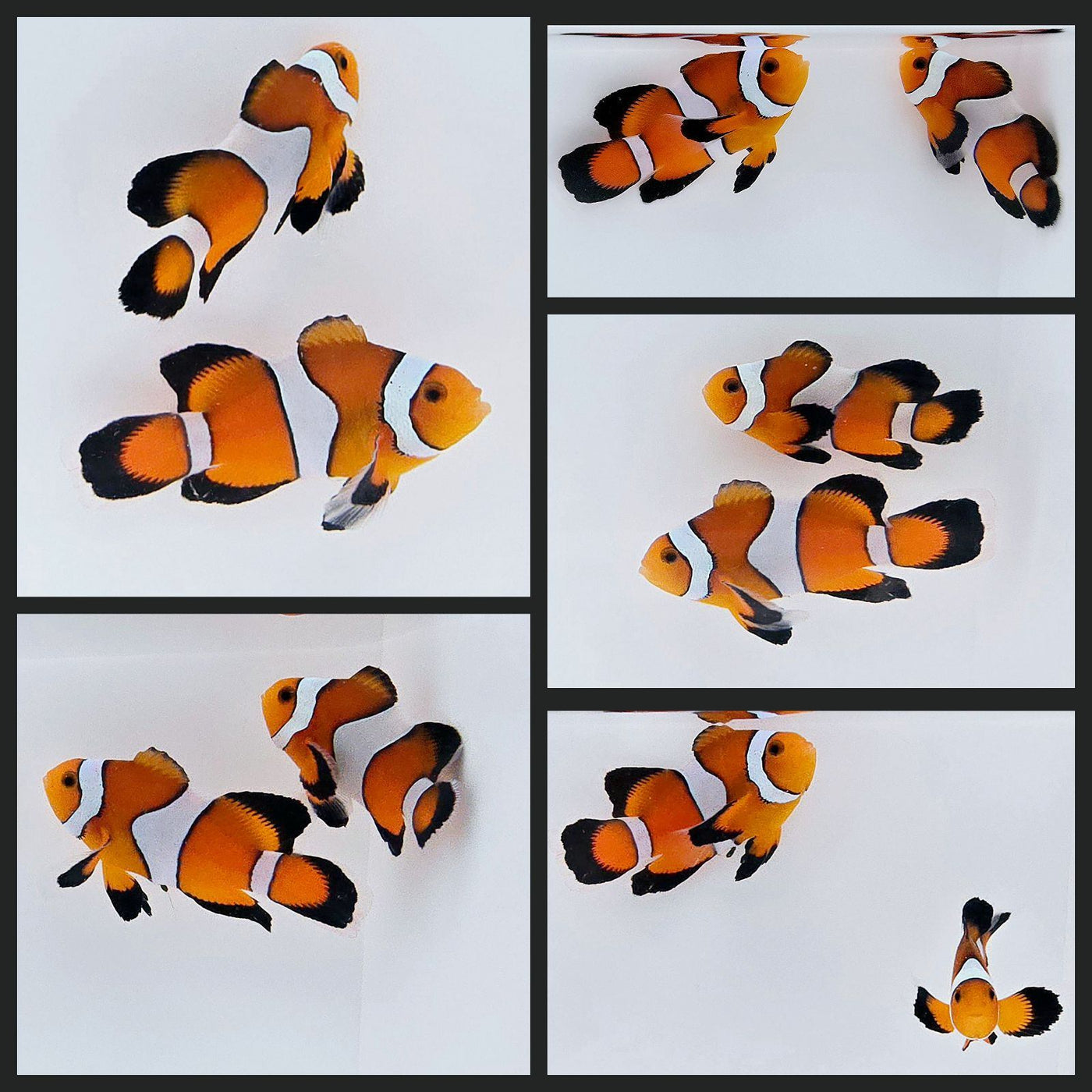 Clownfish Bonded Pair Orange Roundtail Longfin