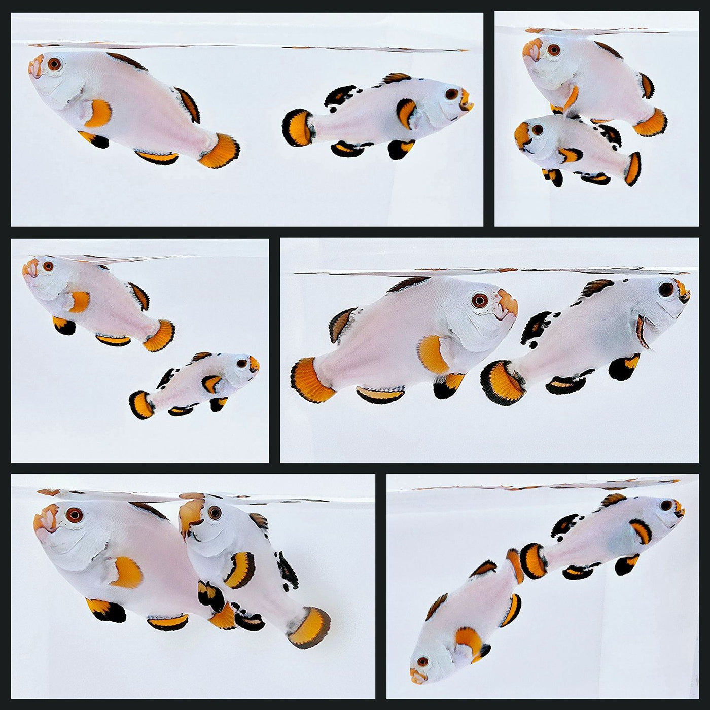 Clownfish Bonded Pair Orange Snow Storm