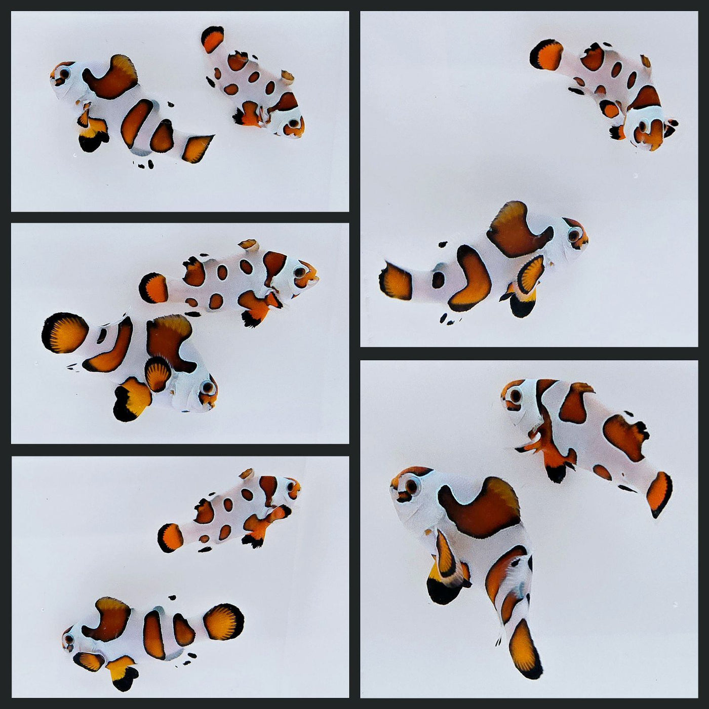 Clownfish Bonded Pair Orange Storm