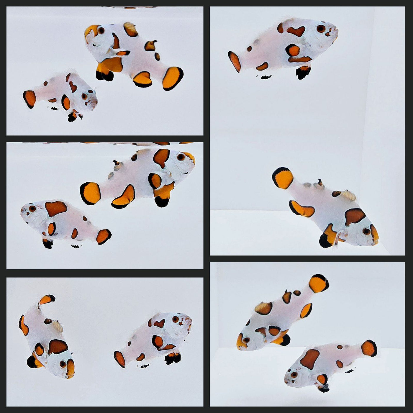 Clownfish Bonded Pair Orange Storm