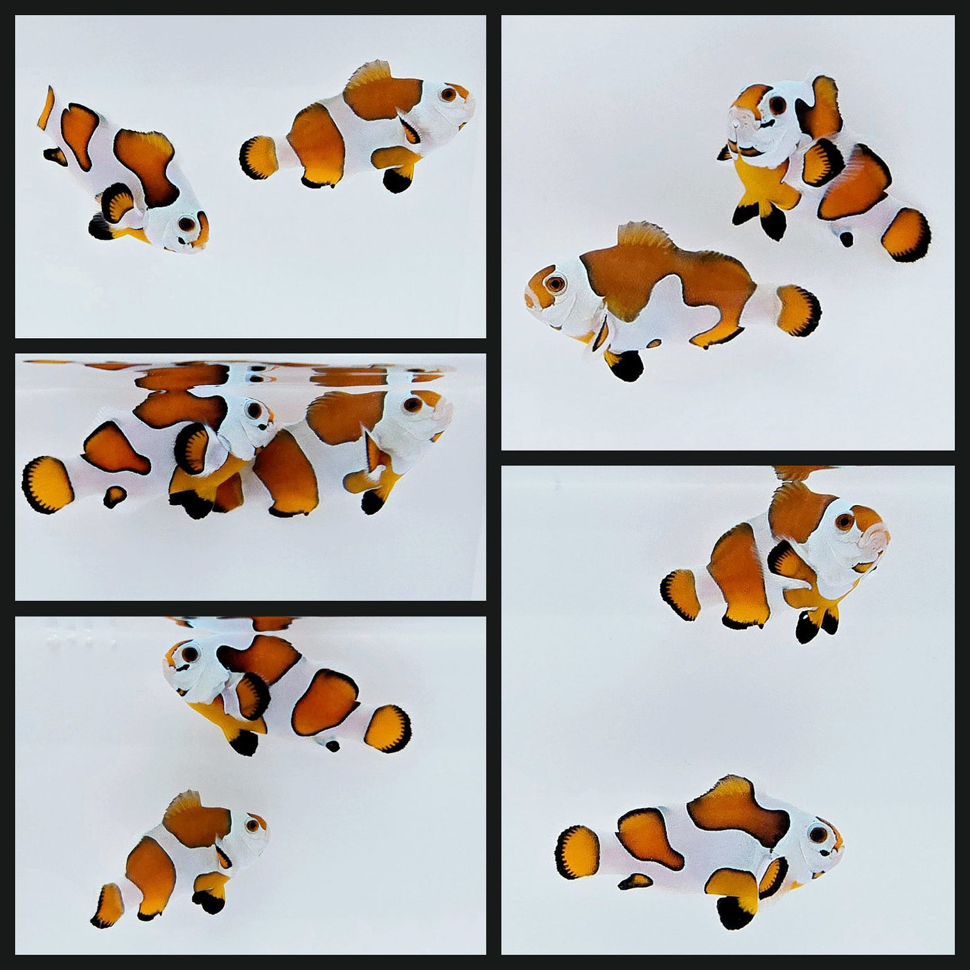 Clownfish Bonded Pair Orange Storm Semi