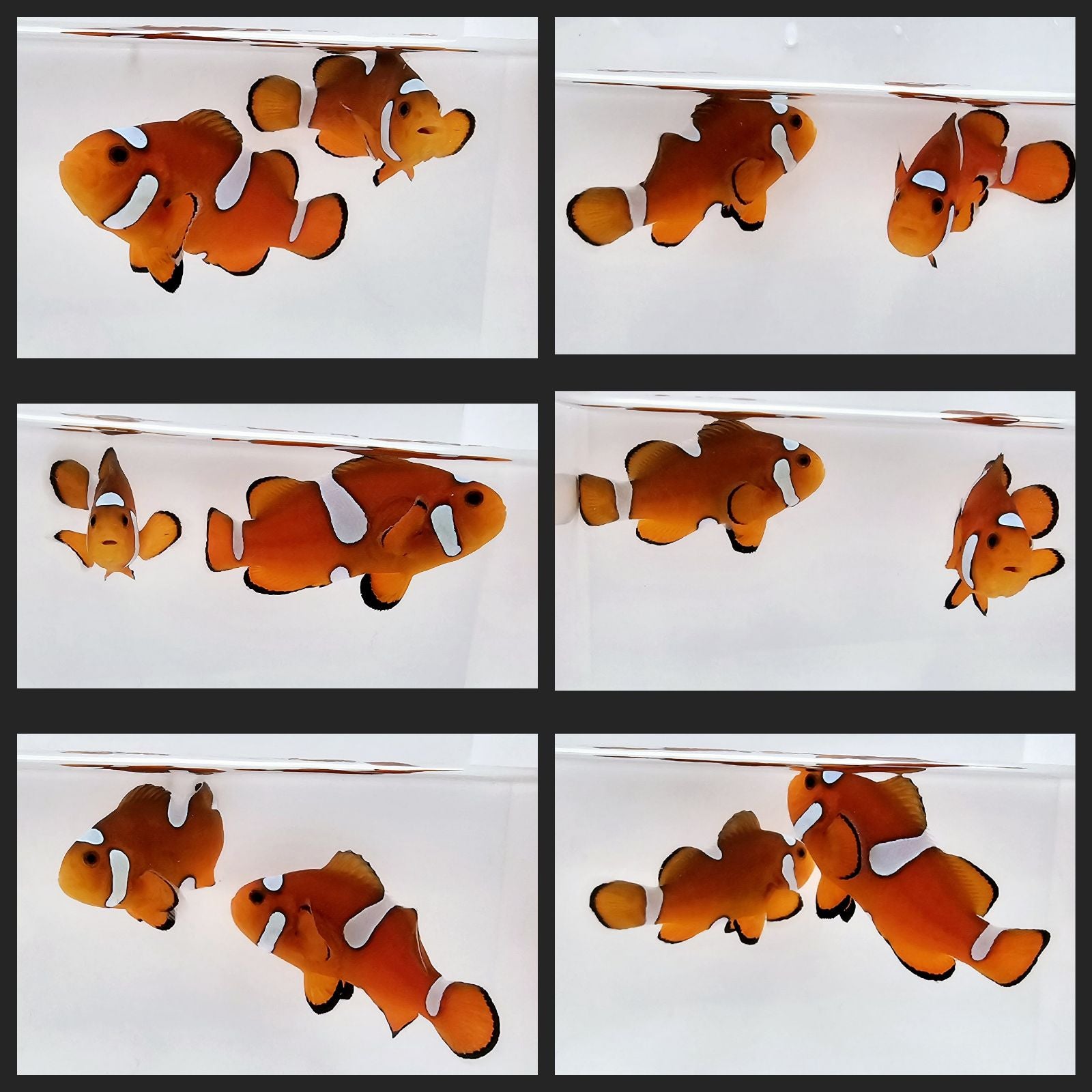 Clownfish Bonded Pair Orange Extreme Misbar – www.coralreeftn.com