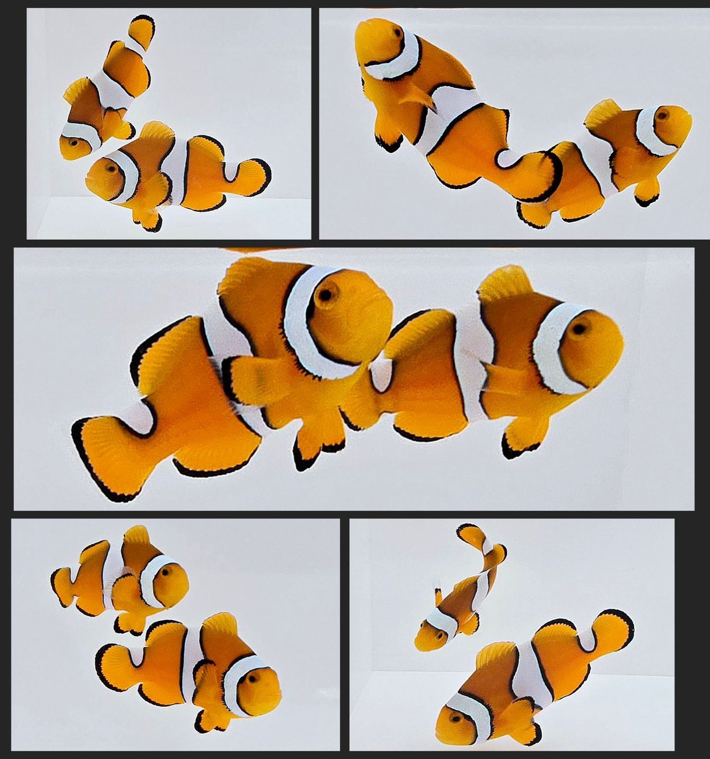 Clownfish Bonded Pair Percularis