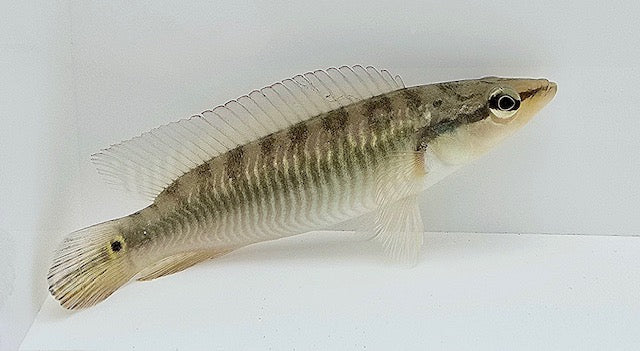 Pike Cichlid