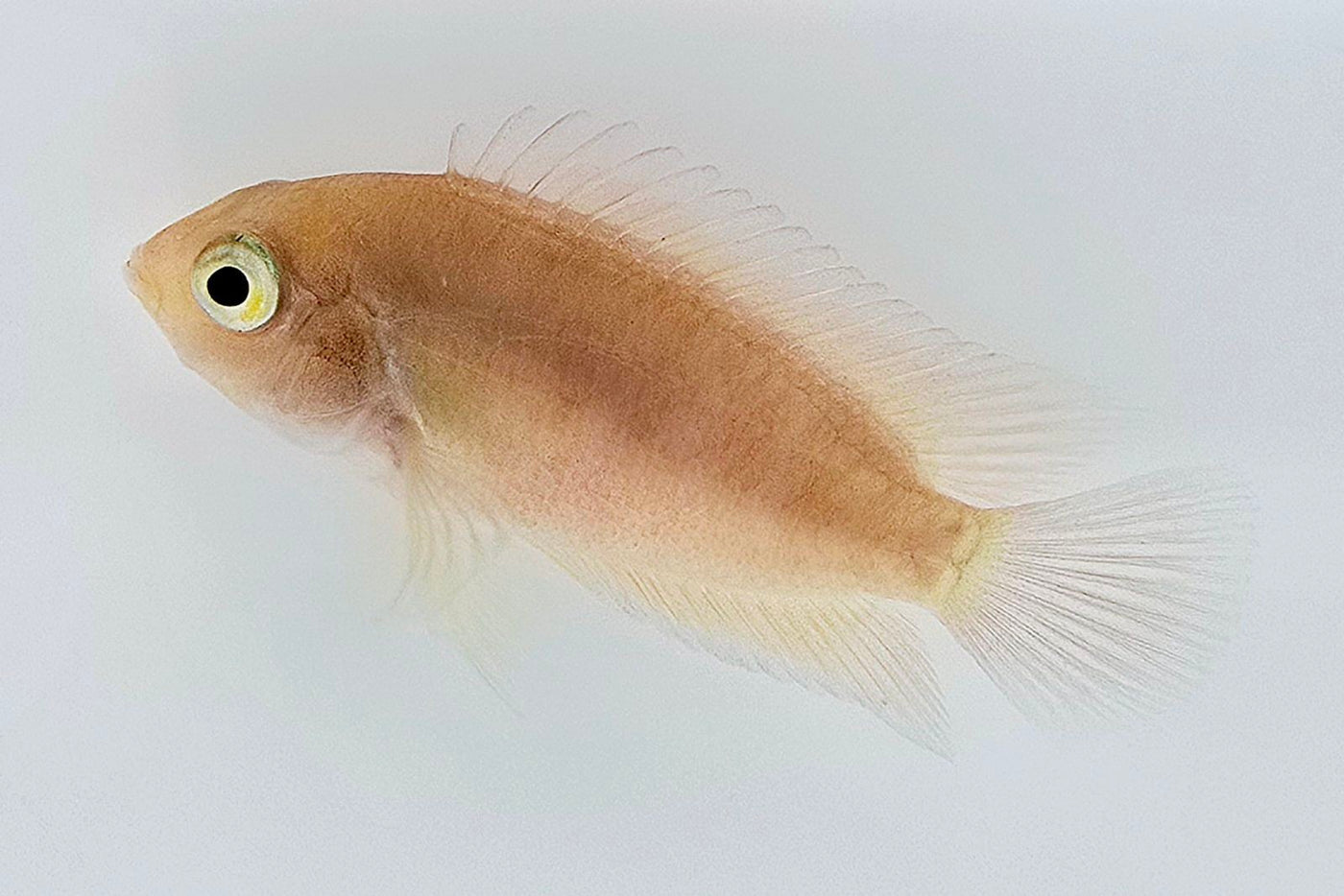 Pink Convict Cichlid