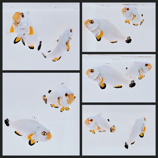 Clownfish Bonded Pair Platinum