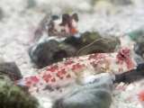 Red Scooter Dragonet / Red Marbled Dragonet 3-Lot