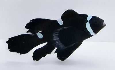 Clownfish Black Extreme Misbar Roundtail Longfin