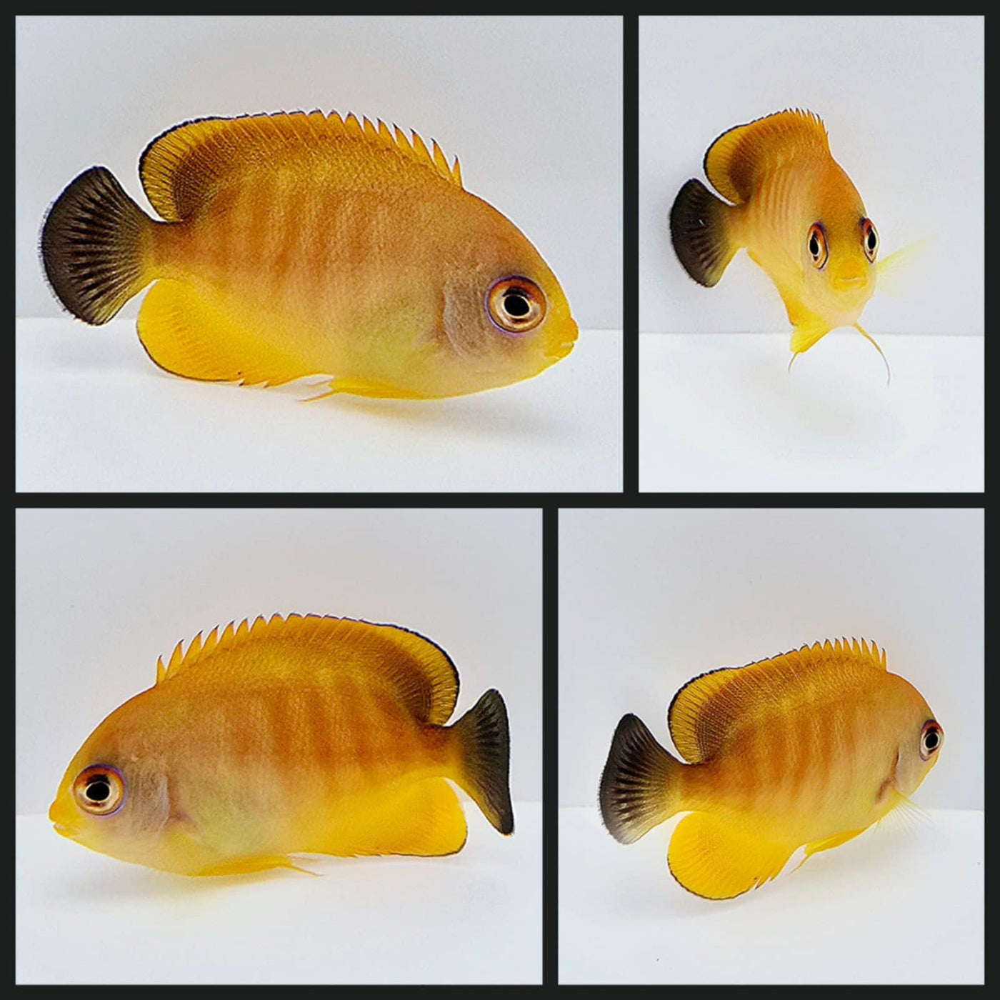 SA Tigerpyge Angelfish