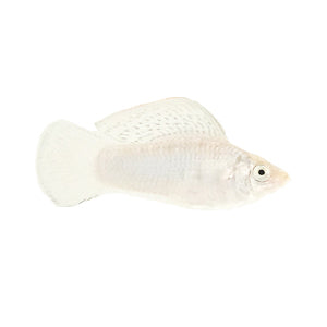 Silver Sailfin Molly