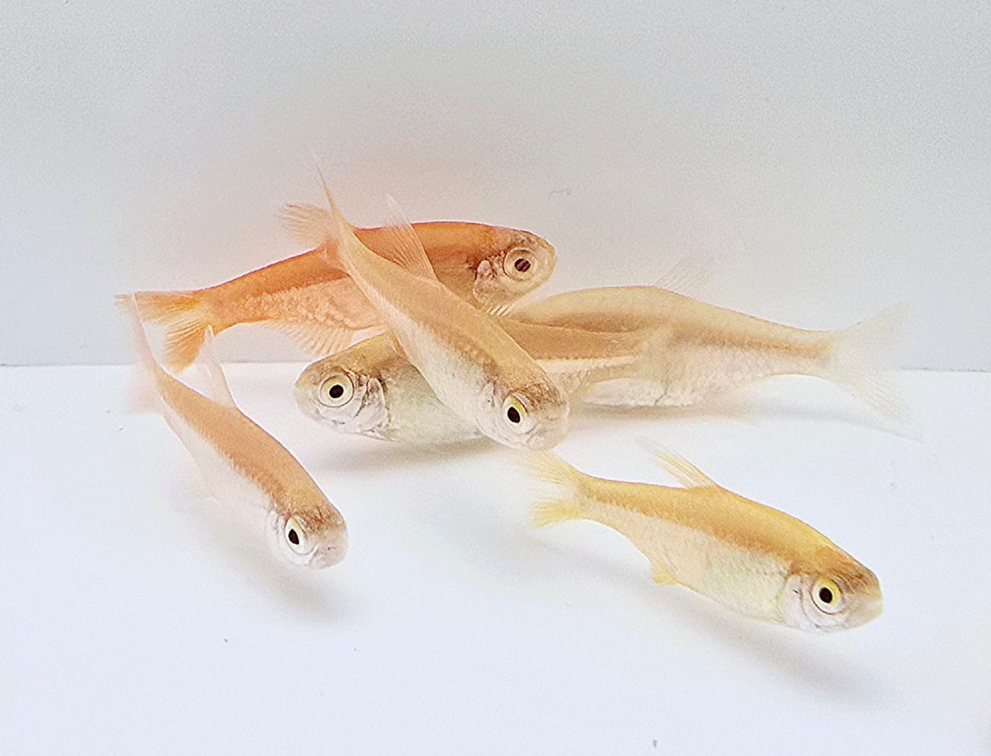 Silvertip Tetra Albino