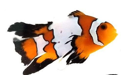 Clownfish Snowflake Longfin