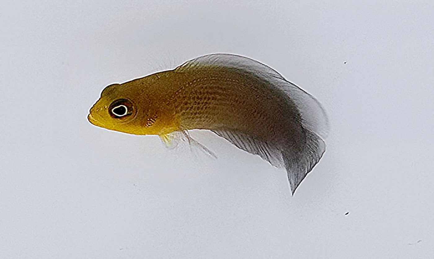 Sri Lanka Dottyback