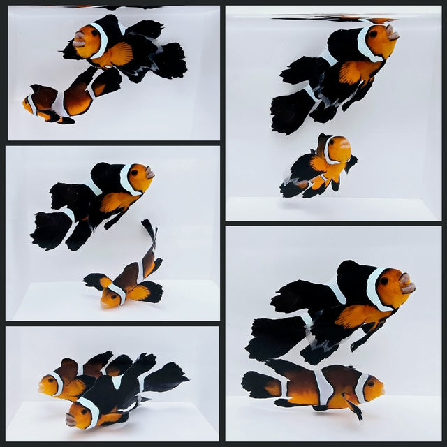 Clownfish Bonded Pair Sunset/Chocolate Mocha Roundtail Longfin