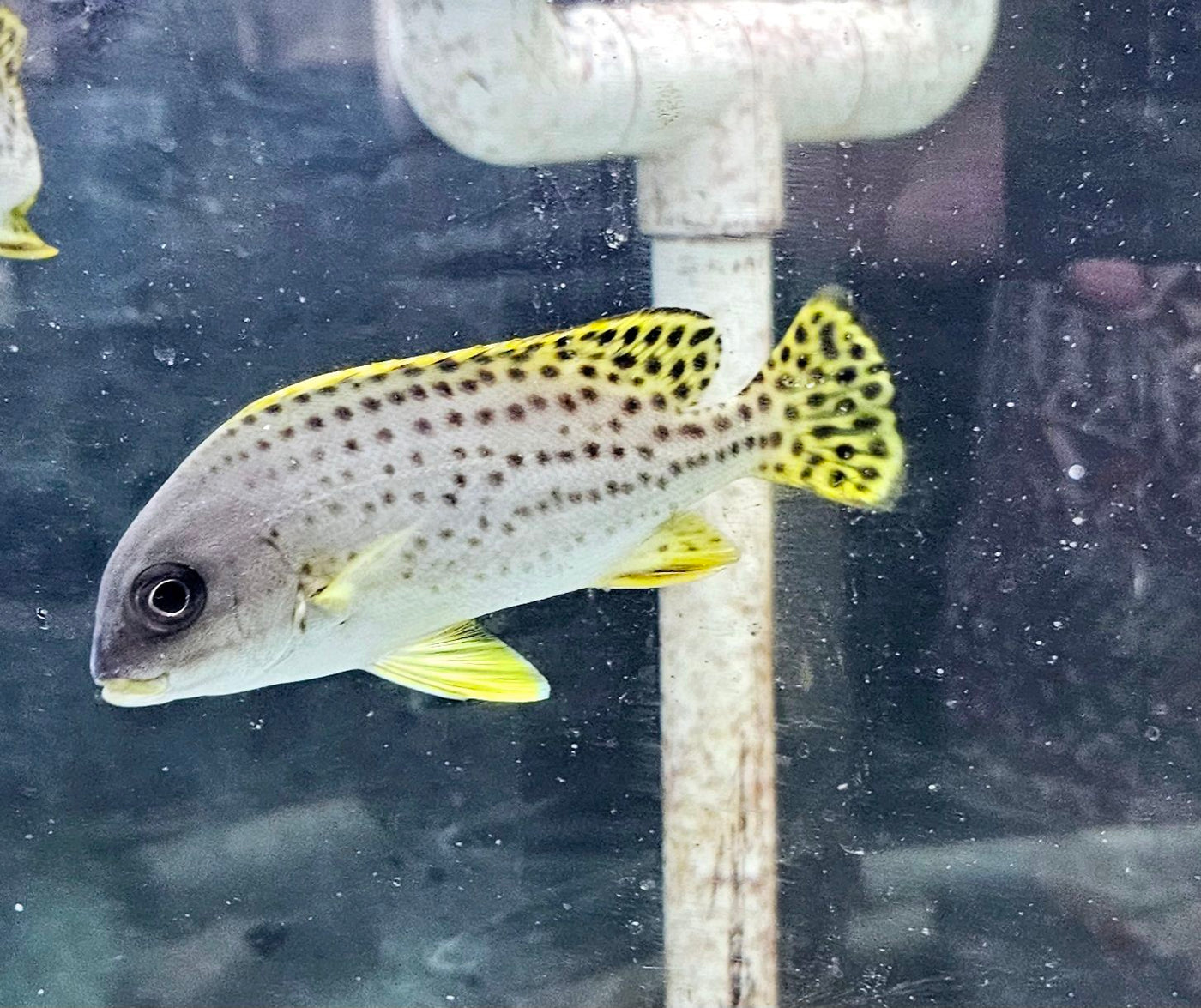 Black Spotted Sweetlips