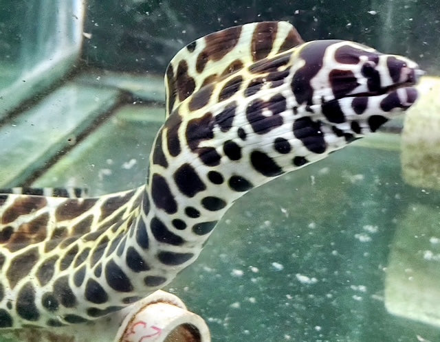 Tesselata Eel