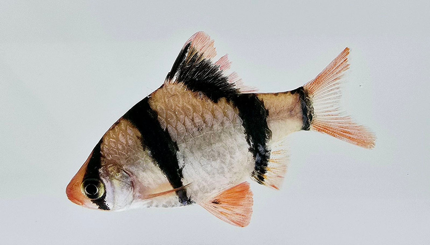 Tiger Barb