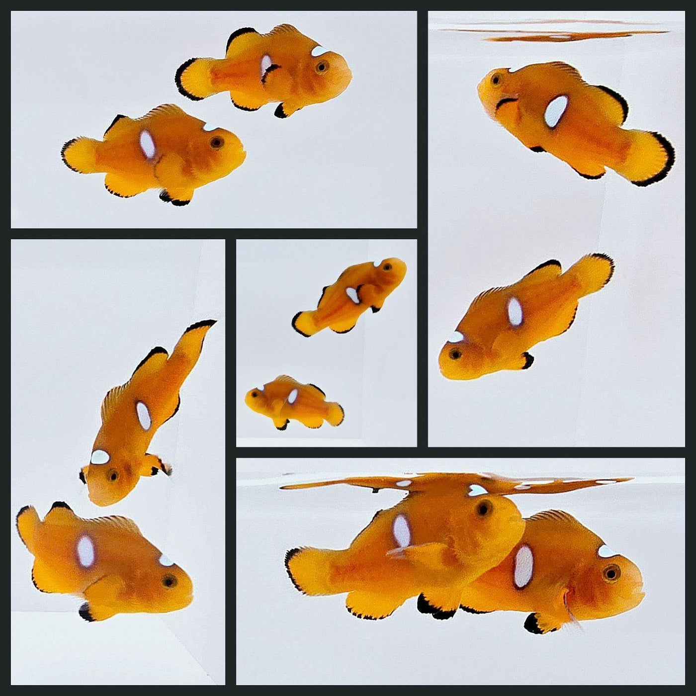 Clownfish Bonded Pair Tiger Clown