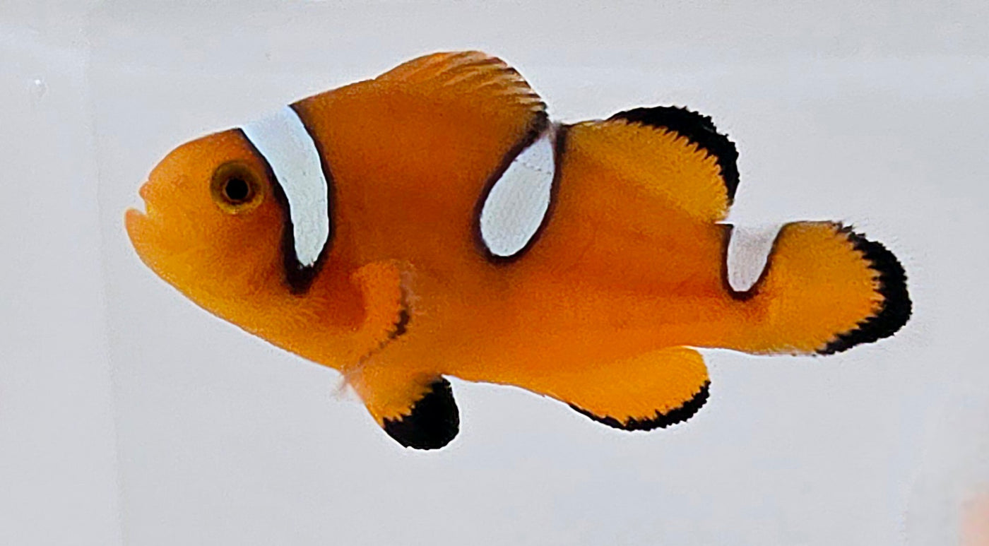 Clownfish Tiger Clown