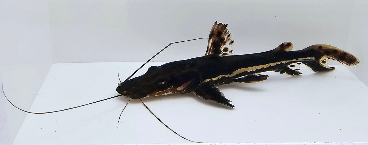 Tiger Shovelnose Catfish