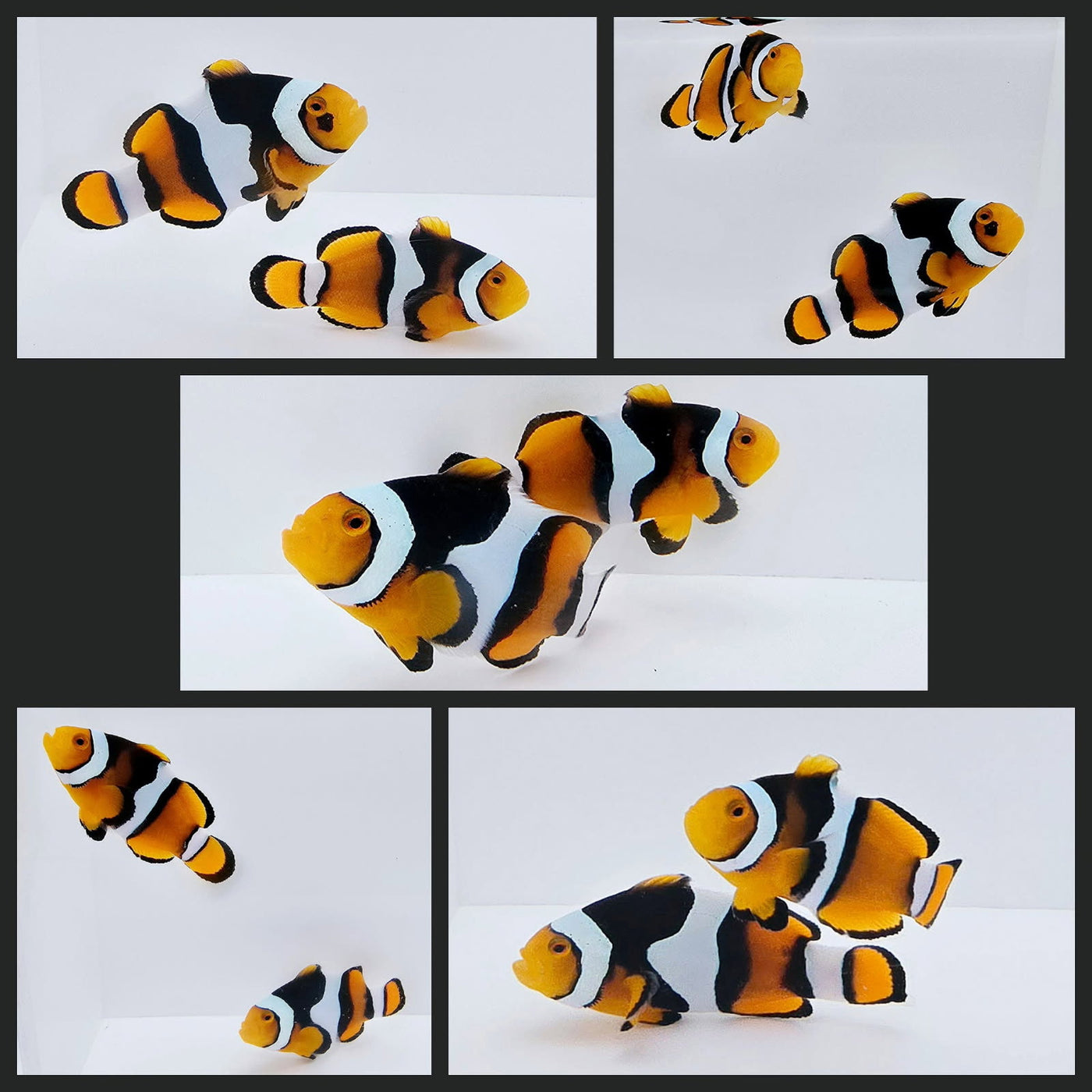 Clownfish Bonded Pair True Percula Extra Black