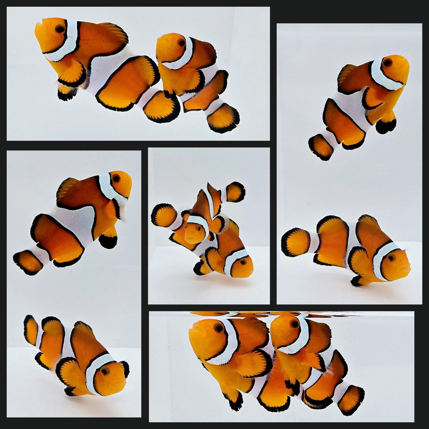 Clownfish Bonded Pair Vivid Fancy