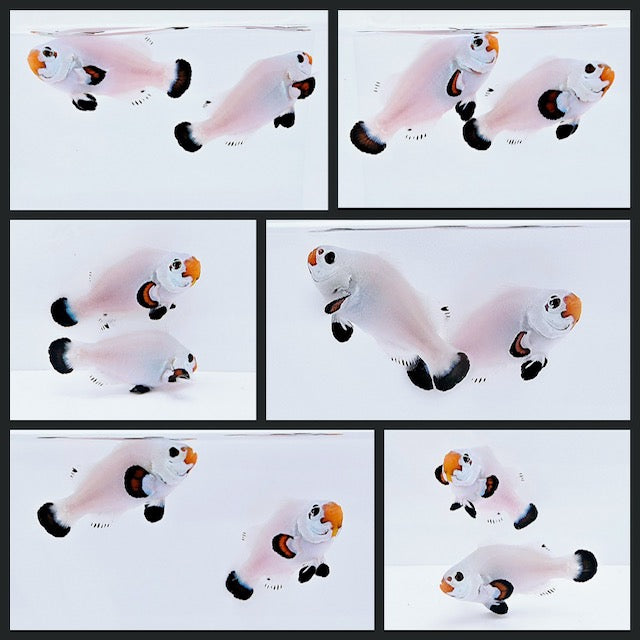 Clownfish Bonded Pair Wyoming White