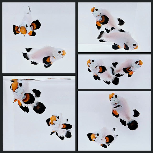 Clownfish Bonded Pair Wyoming White Roundtail Longfin