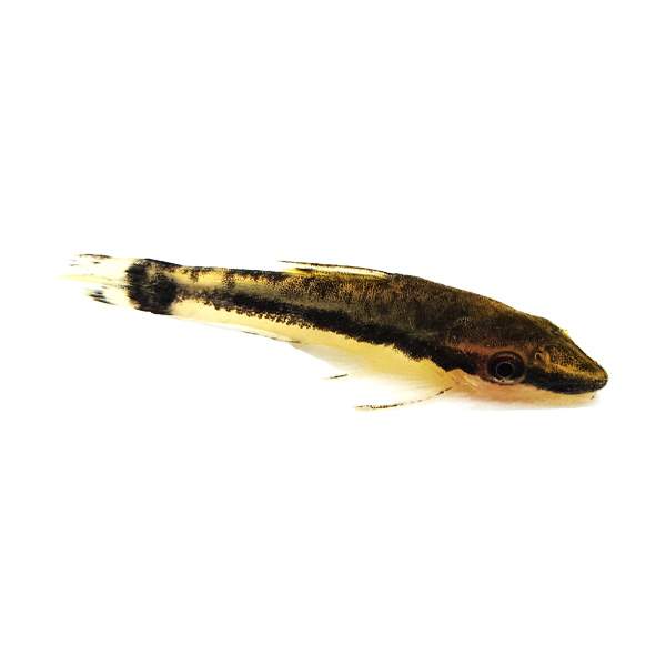 Suckermouth Catfish