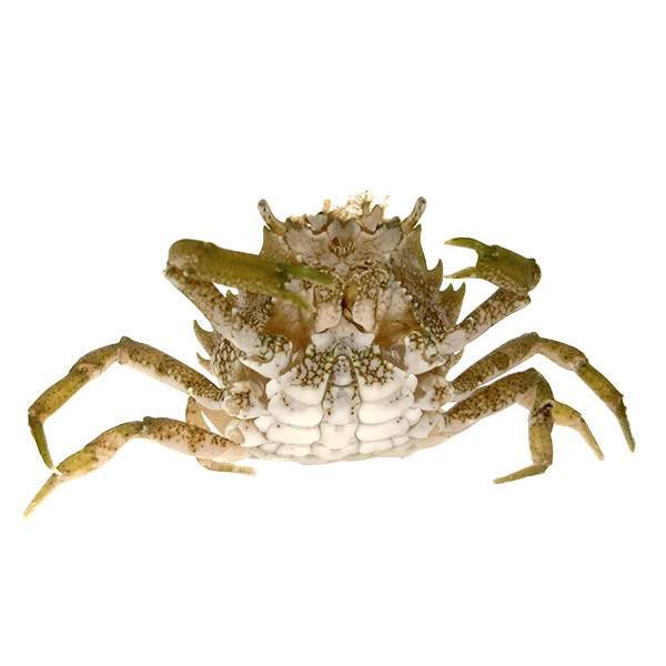 Pitho Crab