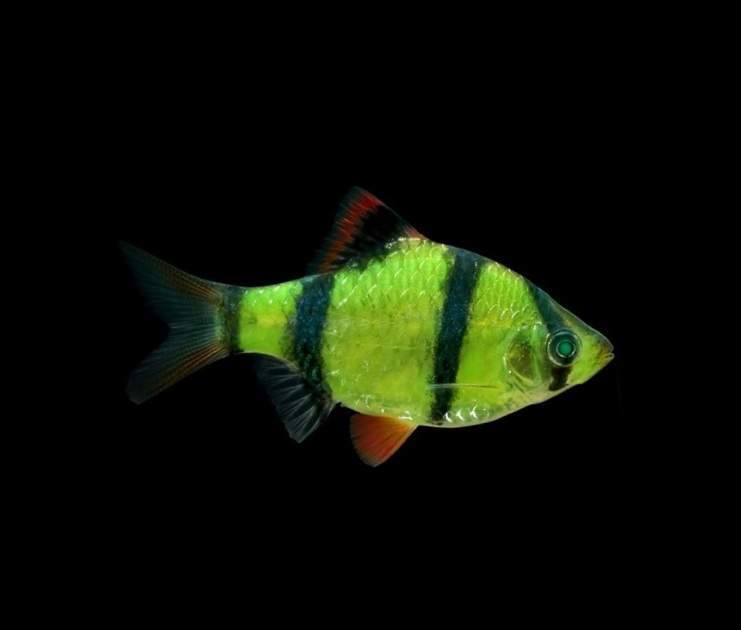 Electric Green Glofish Tiger Barb – www.coralreeftn.com