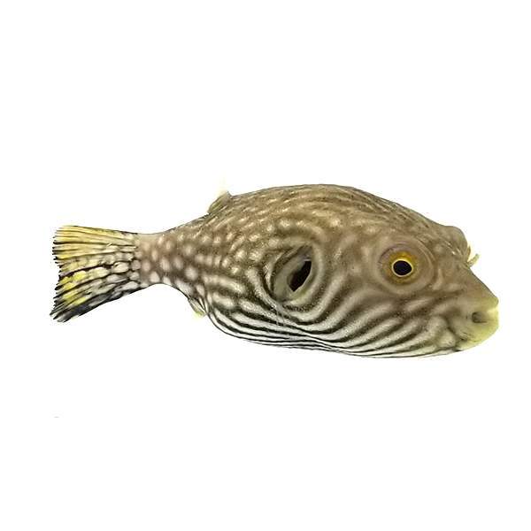 Reticulated Puffer