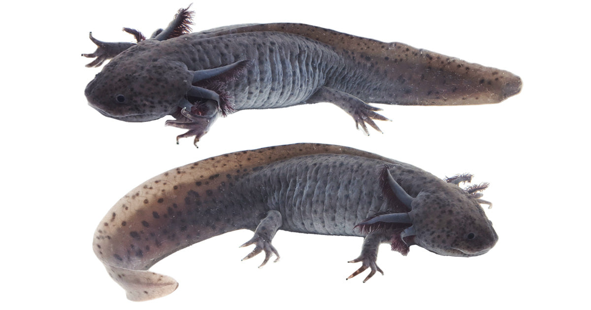 Axanthic Axolotl