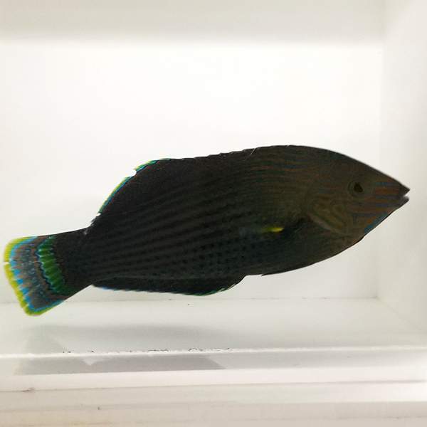 Dusky Wrasse