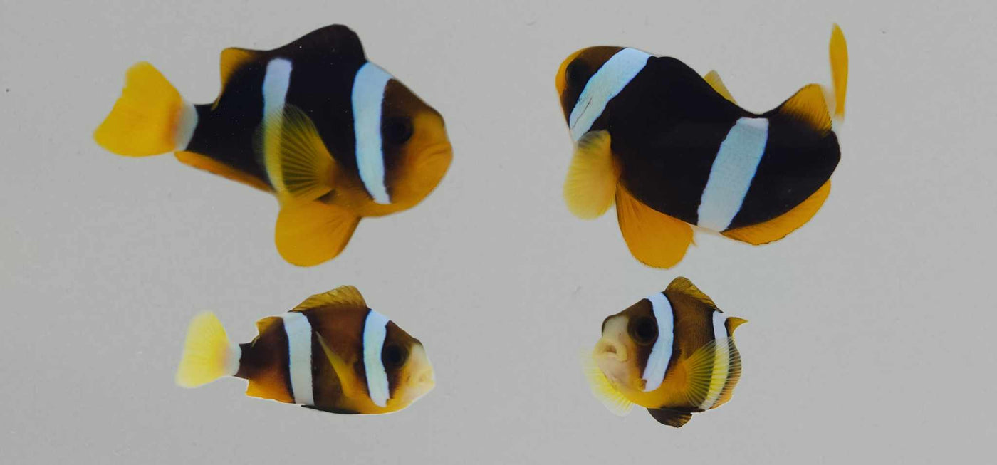 Clownfish Bonded Pair Black Clarkii