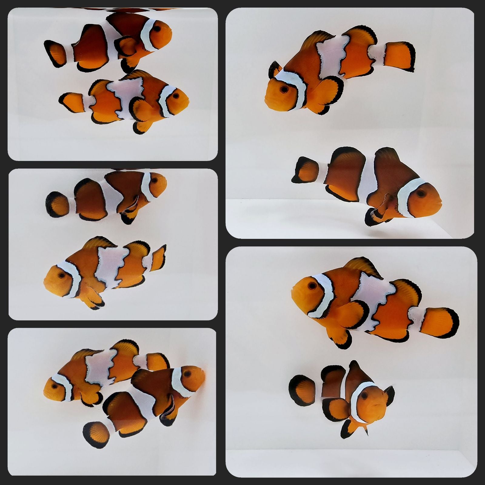 Clownfish Bonded Pair Black Ice/Mocha Breeding Pair – www.coralreeftn.com