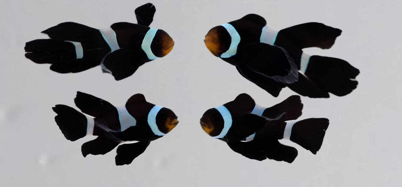 Clownfish Bonded Pair Black Ocellaris Roundtail Longfin – www ...