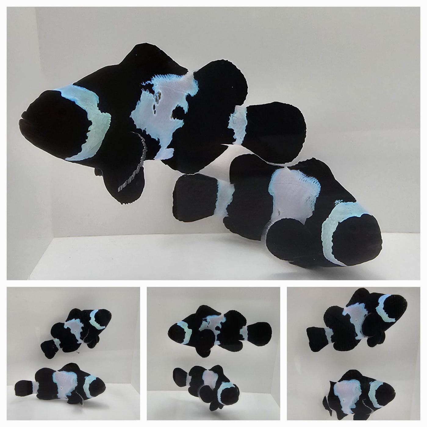 Clownfish Bonded Pair Black Snowflake – www.coralreeftn.com