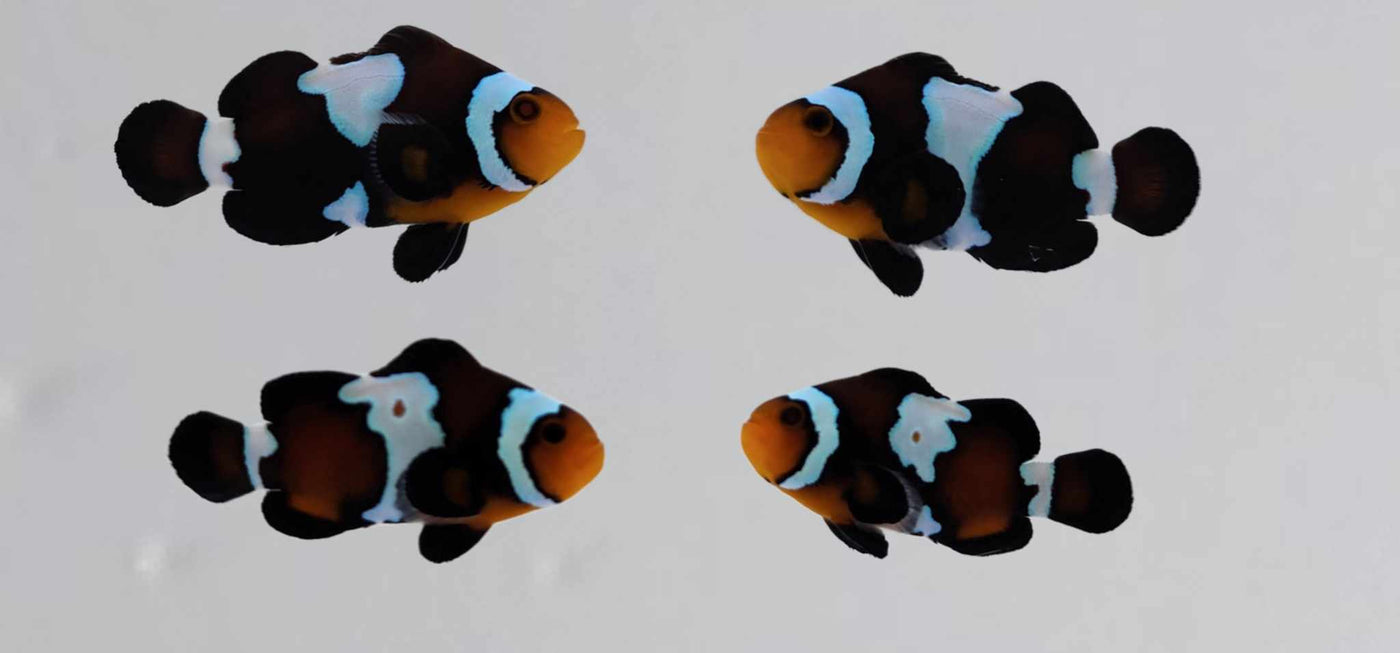Clownfish Bonded Pair Blacker Ice