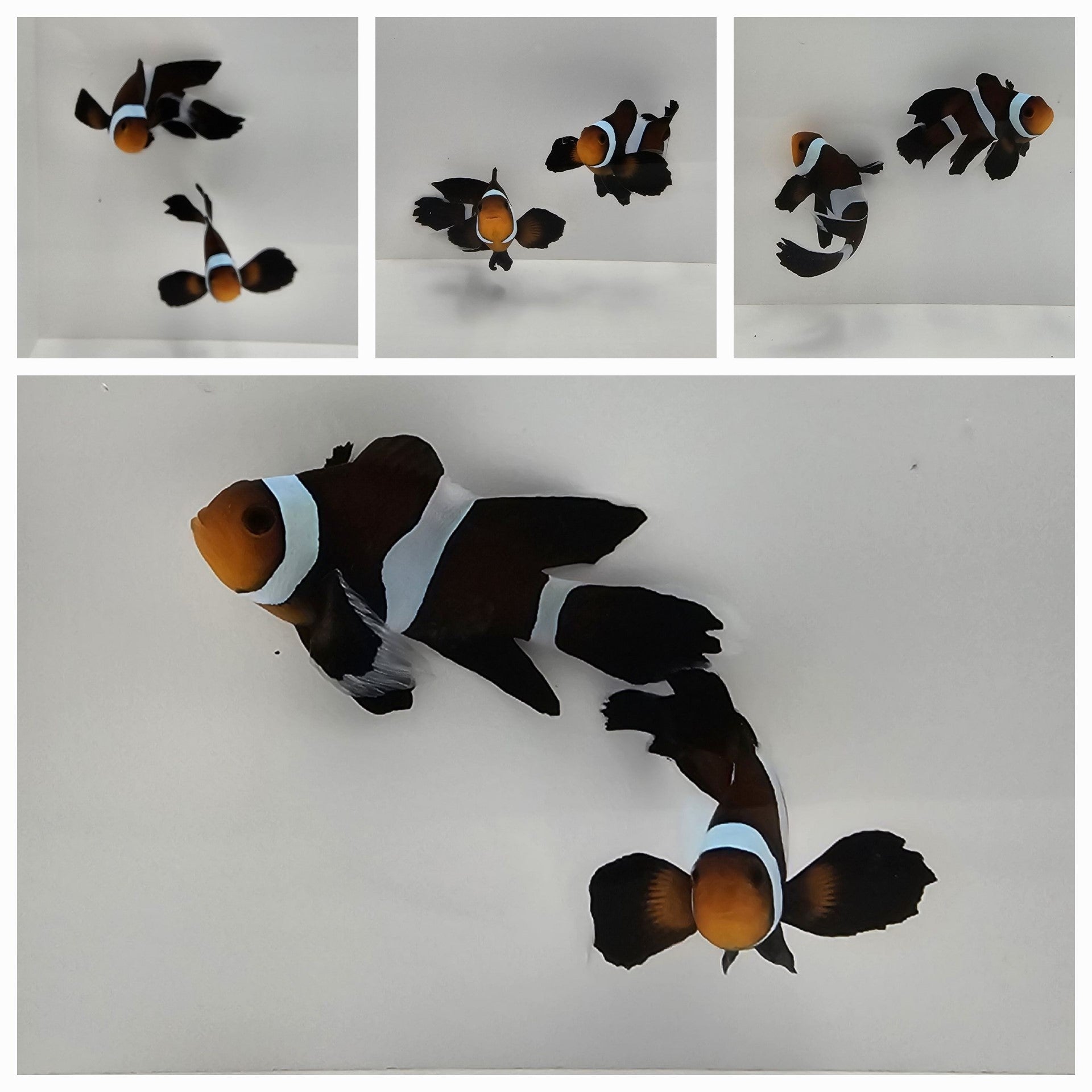 Clownfish Bonded Pair Chocolate Mocha Roundtail Longfin – www ...