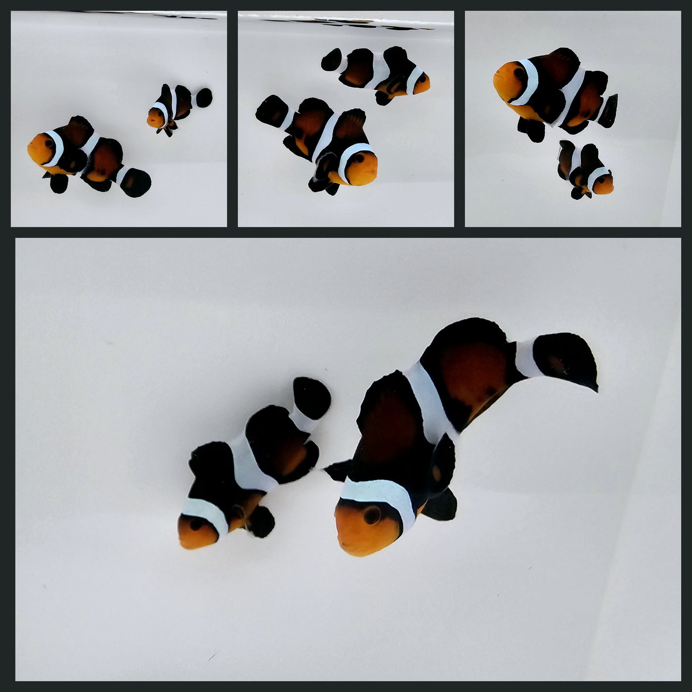 Clownfish Bonded Pair Chocolate Mocha – www.coralreeftn.com